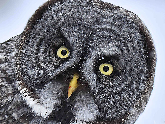 Great Gray Owl by Alan Lenk